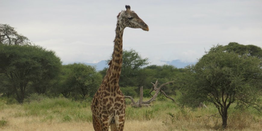 giraff