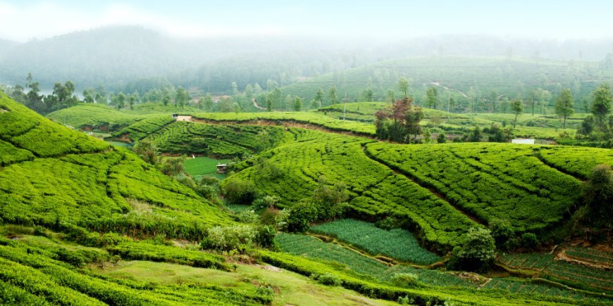 Nuwara Eliya