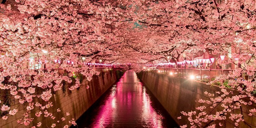 Körsbärsblomning på natten i Tokyo