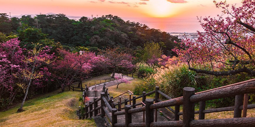 Körsbärsblomma i en park i Okinawa