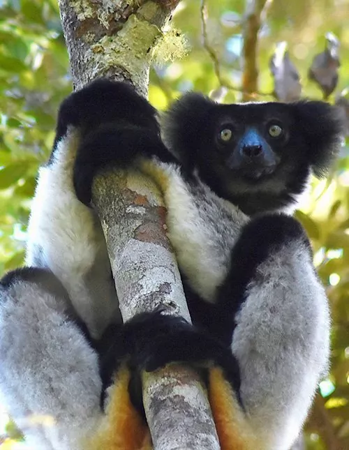 Lemurer på Madagaskar & solsemester på Mauritius