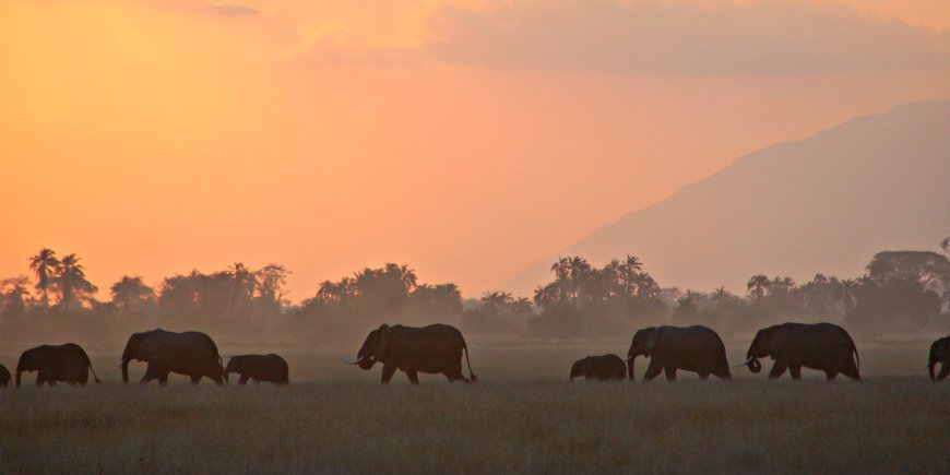 Elefant familj