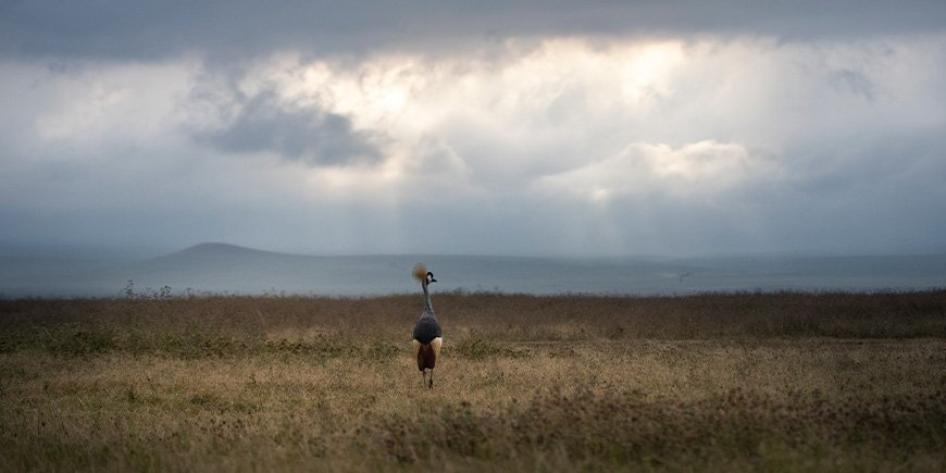 Kronade tranor i Ngorongoro-kratern i Tanzania