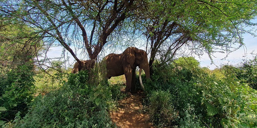 Grönt landskap och elefant i Amboseli nationalpark i Kenya