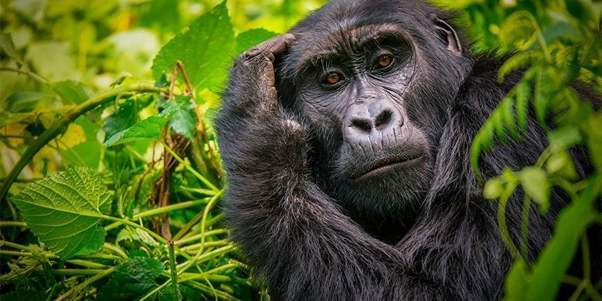 En gorillahona tittar in i kameran i Bwindi, Uganda