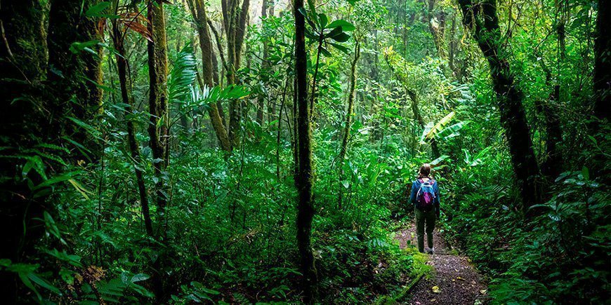 Flicka vandrar genom Monteverde Cloud Forest i Costa Rica