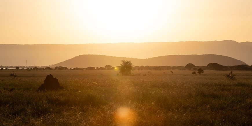 Solnedgång i Tarangire nationalpark i Tanzania