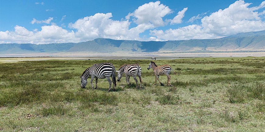 Zebror i Ngorongoro-kratern