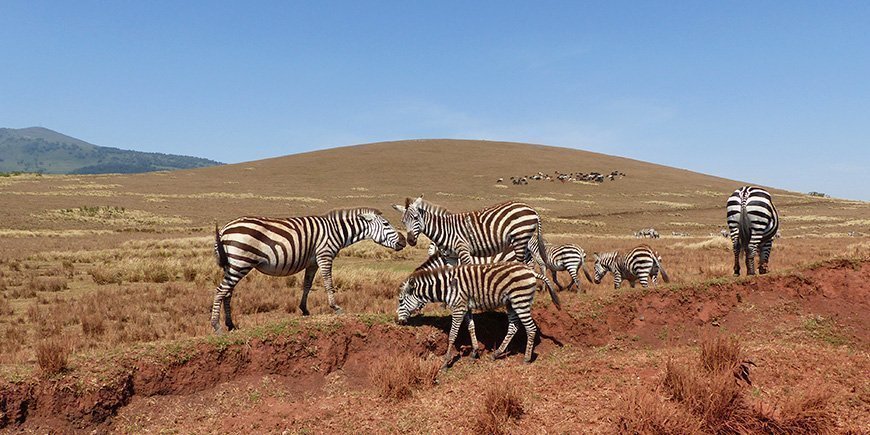 Zebrahjord som betar i Serengeti