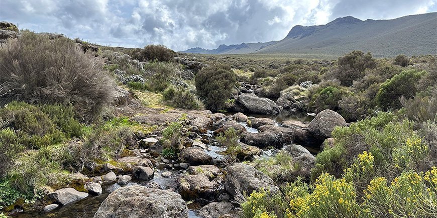 Naturen på Lemosho Route i Kilimanjaro nationalpark