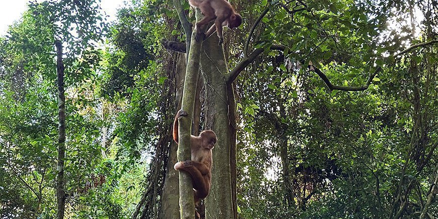 Capuchinapor i träd i Amazonas i Peru