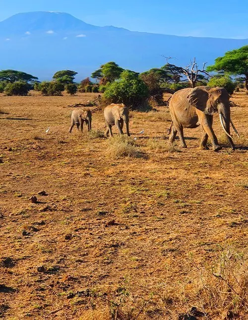 Runt Kilimanjaro: safari, natur och kultur i Kenya och Tanzania