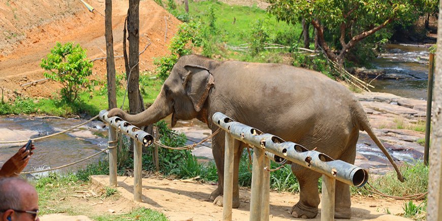 Elefant på ChangChill Elephant Reserve i Chiang Mai