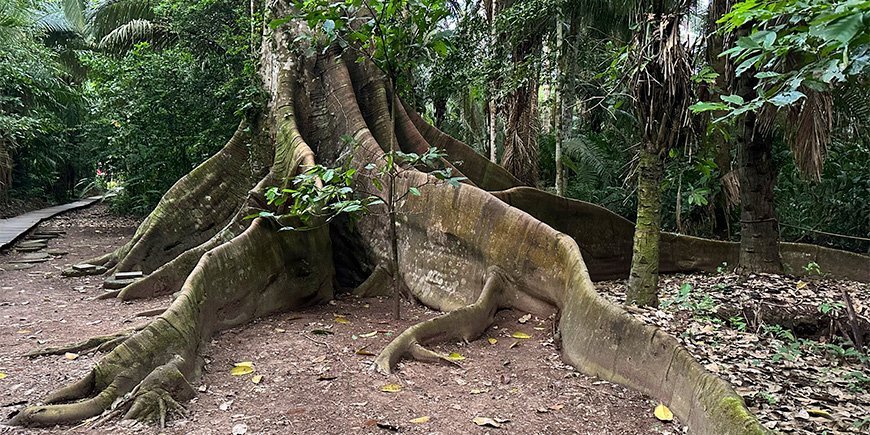 Jätteträd i Amazonas i Peru