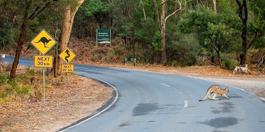 Känguru på vägen i Australien