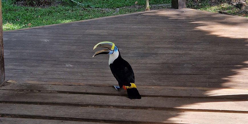 Tukan vid en lodge i peruanska Amazonas