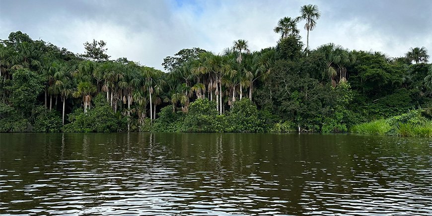 Utsikt över Amazonas regnskog från floden