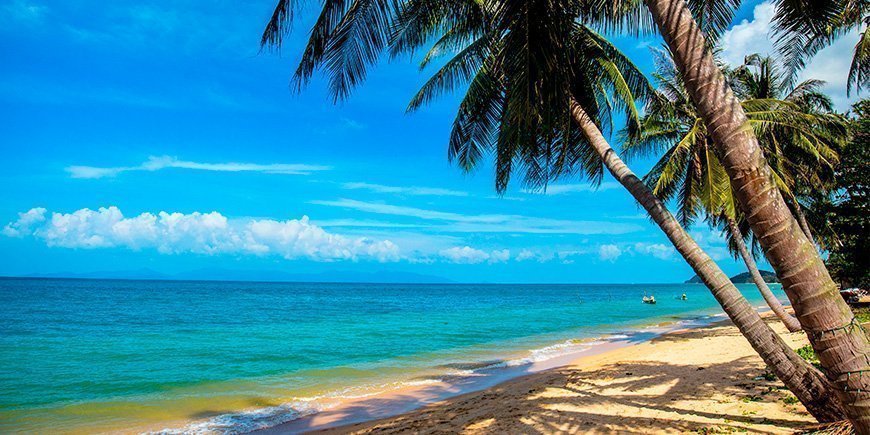 Palmträd på Mae Nam Beach på Koh Samui i Thailand.