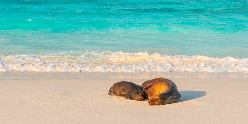 Två sälar tar en tupplur på stranden på Galapagosöarna, Ecuador.