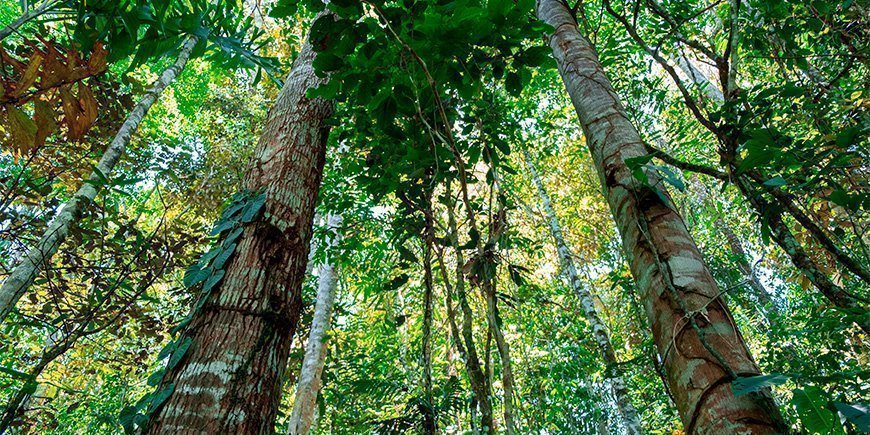 Grönskande omgivningar i Tena i Amazonas i Ecuador.