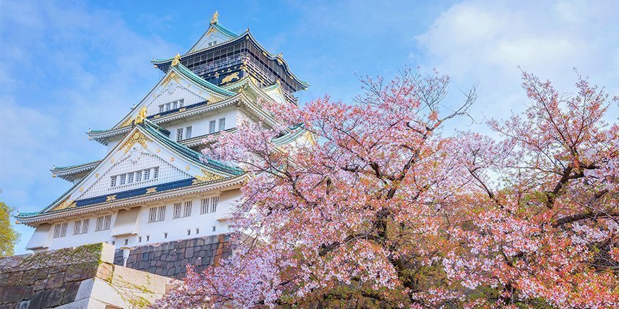 Körsbärsblom vid Osakas slott i Japan.