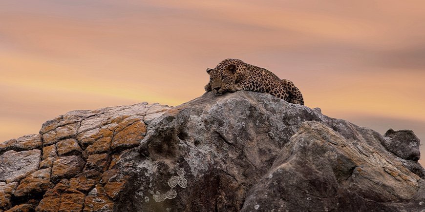 Leopard liggande på en klippa i Yala National Park i Sri Lanka.