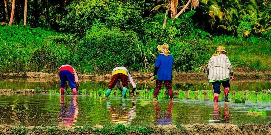 Lokala bönder på Koh Yao Yai