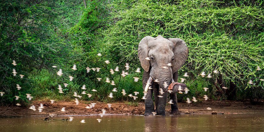 Afrikansk elefant i grönskande omgivningar i Sydafrikas Kruger National Park.