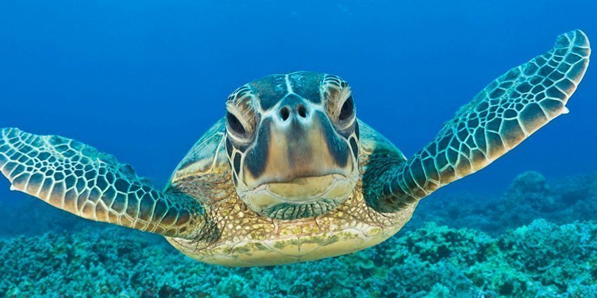 Havssköldpadda i vattnet på Galapagosöarna