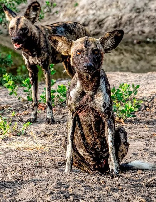 Södra Tanzania: fly-in-safari i Nyerere och Ruaha