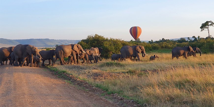 Elefanter som går på rad i Kenya