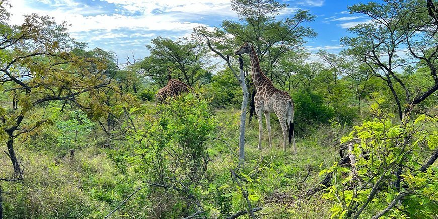 Giraff i Kruger nationalpark i november