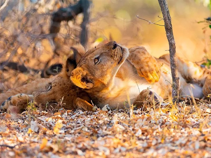 Södra Tanzania: fly-in-safari i Nyerere och Ruaha