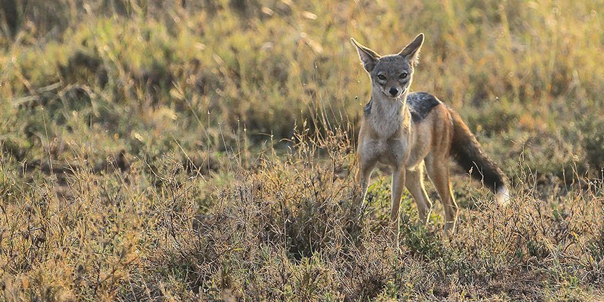 Schakal i Tanzania i april