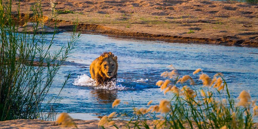 Lejon som går i floden i Kruger National Park i Sydafrika