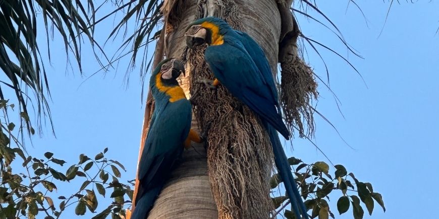 Macaws i ett träd i Pantanal