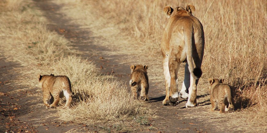 Lejon i Masai Mara i oktober