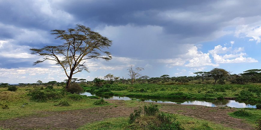 Molnig dag på Serengeti i december