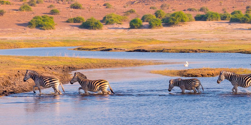 Zebra som vandrar i Chobefloden i Botswana