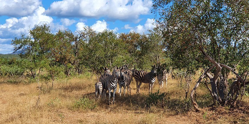 Zebror i Kruger i februari/mars