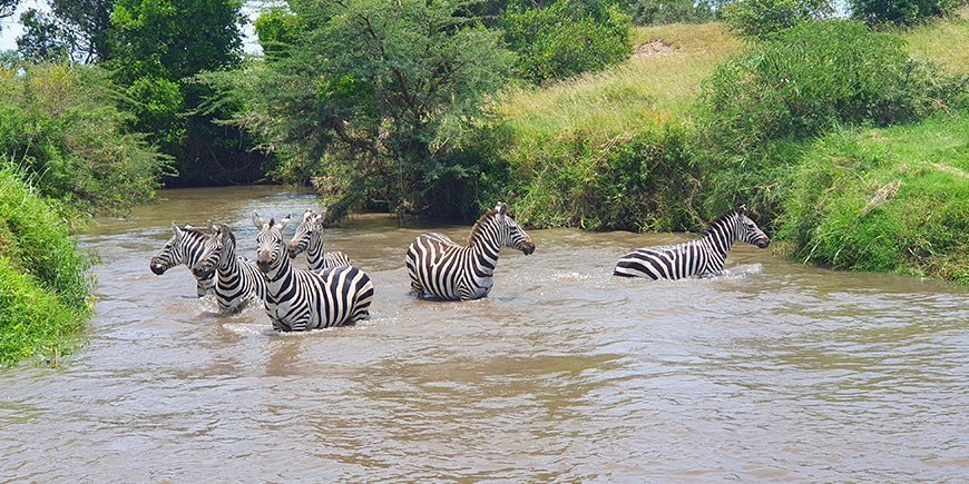 Zebror i en flod i Afrika