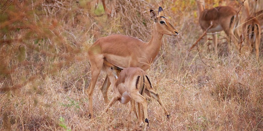 Djurungar i Kruger nationalpark