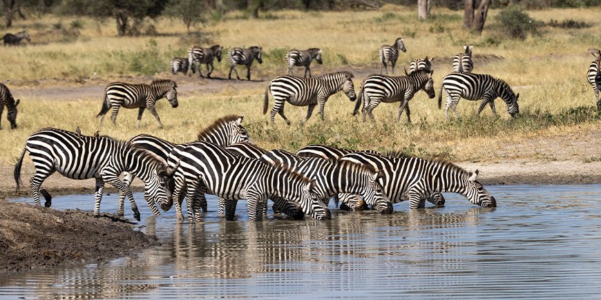 Torrperiod i Tarangire, Tanzania