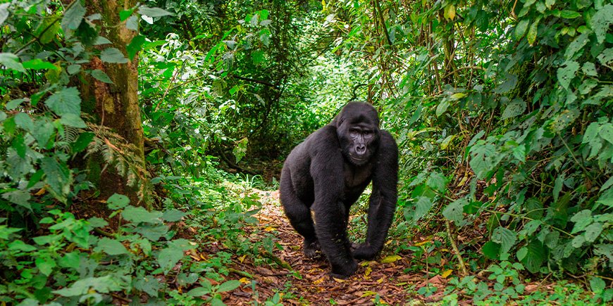 Gorilla som går på en stig i Bwindi, Uganda