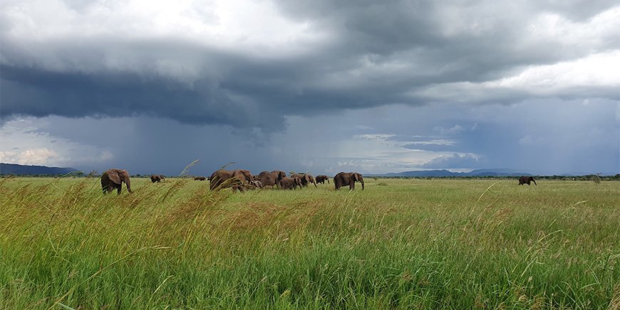 Regnig säsong i Serengeti