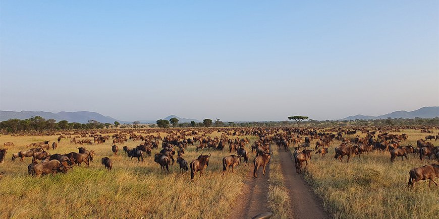 Den stora migrationen på Serengeti i Tanzania