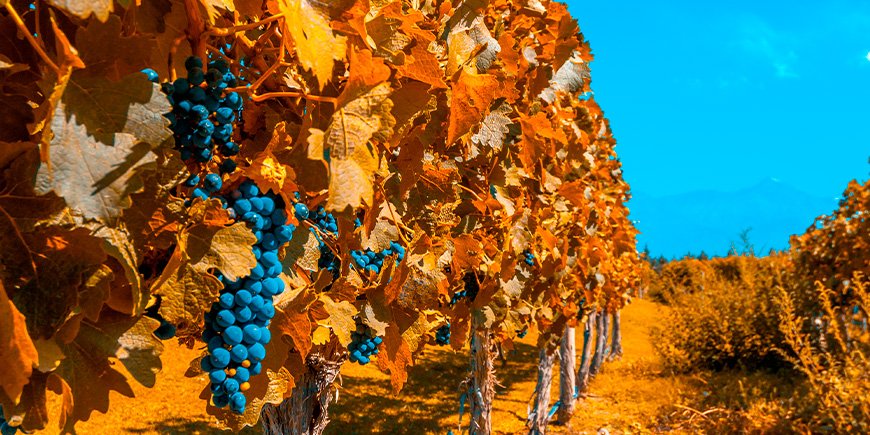 Vingårdar i höstfärger i Mendoza, Argentina