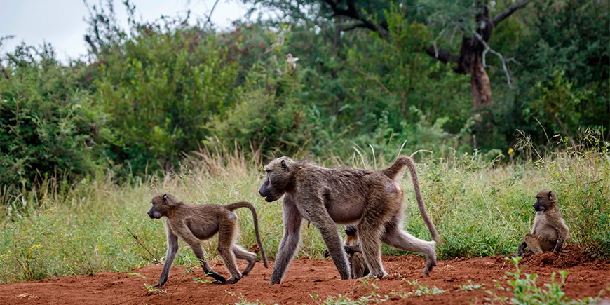 Babianer på promenad i Kruger nationalpark