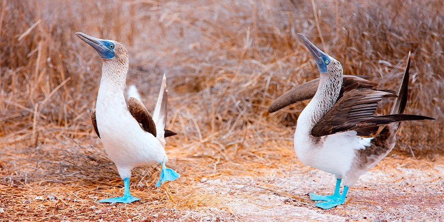 Blåfotade boobies utför sin parningsdans