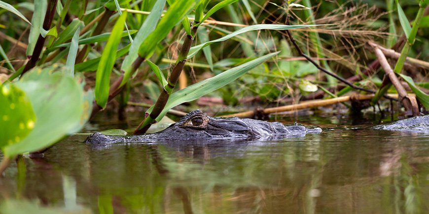 Caiman i en flod i Pantanal, Brasilien